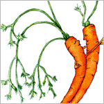 Carrots Dancing
